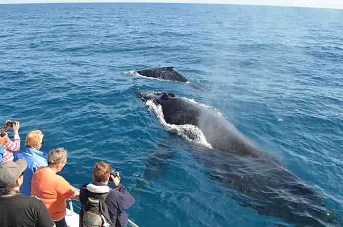 Sunset Whale Watching